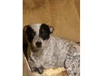 Adopt No names a Gray/Blue/Silver/Salt & Pepper Australian Cattle Dog / Mixed