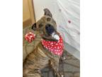 Adopt Duncan a Brindle - with White Pit Bull Terrier / Mixed dog in Shelby
