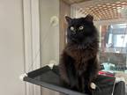 Adopt Ganache a Domestic Longhair / Mixed (long coat) cat in Lansing