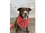 Adopt Grayson a Brown/Chocolate - with White Shar Pei / Staffordshire Bull