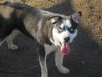 Adopt MICAH a Black Siberian Husky / Mixed dog in Tustin, CA (40508404)