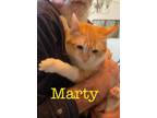 Adopt Marty a Orange or Red (Mostly) Domestic Shorthair (short coat) cat in