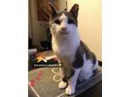 Adopt Alejandro a White (Mostly) Domestic Shorthair (short coat) cat in New