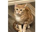 Adopt Garfield (Wenk) a Orange or Red (Mostly) Domestic Shorthair / Mixed cat in