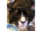 Adopt Hugo a Black & White or Tuxedo Domestic Shorthair (short coat) cat in New