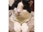 Adopt Boris a Black & White or Tuxedo Domestic Shorthair (short coat) cat in New