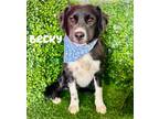 Adopt Becky a Border Collie / Terrier (Unknown Type, Medium) / Mixed dog in