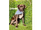 Adopt Logan a Labrador Retriever / Mixed dog in Portland, OR (40728767)