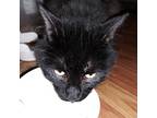 Adopt GG a All Black Domestic Mediumhair / Mixed (medium coat) cat in