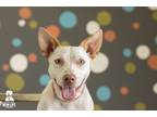 Adopt Sparky a White - with Red, Golden, Orange or Chestnut Australian Cattle