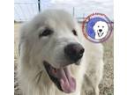 Adopt Saku a White Great Pyrenees / Mixed dog in Portland, OR (39684582)