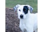 Adopt Switchy a White - with Black Mixed Breed (Medium) / Mixed dog in King