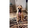 Adopt Baby a Tan/Yellow/Fawn - with Black Cane Corso / Mastiff / Mixed dog in