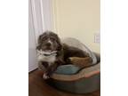 Adopt Herman a Brown/Chocolate - with White Cairn Terrier / Mixed dog in