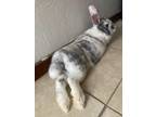 Adopt Richie a Grey/Silver American (long coat) rabbit in Blair, NE (40739657)
