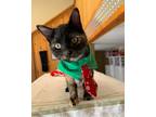 Adopt Mardi Gras a Tortoiseshell Domestic Shorthair (short coat) cat in Fremont