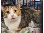Adopt LIZZY a Calico or Dilute Calico Calico (short coat) cat in Chicago Ridge