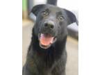 Adopt Shadow a Terrier (Unknown Type, Small) / Labrador Retriever / Mixed dog in
