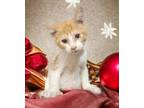Adopt Mr. Gina a Domestic Shorthair / Mixed (short coat) cat in El Dorado
