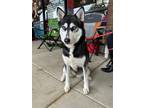 Adopt Emmi *Foster Needed* a Black - with White Siberian Husky / Mixed dog in