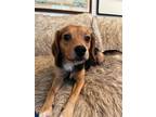 Adopt Trapper Hampton a Tricolor (Tan/Brown & Black & White) Beagle / Mixed dog