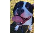 Adopt Mandy a Black American Pit Bull Terrier dog in Cassopolis, MI (39007248)