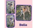 Adopt Belle a Tan/Yellow/Fawn Shepherd (Unknown Type) / Labrador Retriever /