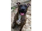 Adopt Tiger a Black American Pit Bull Terrier / Mixed Breed (Medium) / Mixed