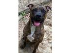 Adopt Tiger a Black American Pit Bull Terrier / Mixed dog in Spartanburg