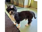 Adopt Russell a Black Shih Tzu / Mixed dog in Newport, KY (39812244)