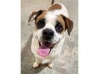 Adopt Buddy a White - with Brown or Chocolate Beagle / Pug / Mixed dog in