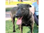 Adopt Wallace a Brown/Chocolate German Shepherd Dog / Mixed dog in El Paso