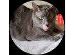 Adopt Thunder a Gray or Blue Domestic Shorthair (short coat) cat in Auburndale