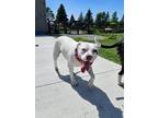 Adopt Bouza a American Pit Bull Terrier dog in Deerfield, MI (40703810)