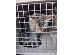 Adopt Nala a Brown Tabby Domestic Shorthair (medium coat) cat in York