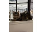 Adopt Cashew a Domestic Mediumhair (long coat) cat in Oakdale, CA (39193578)