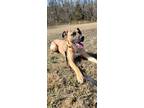 Adopt Thomas a Hound (Unknown Type) / Great Dane / Mixed dog in Bloomington