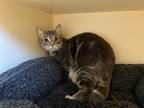 Adopt Poulon a Domestic Shorthair / Mixed (short coat) cat in Bloomington