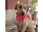 Adopt Eva a Labrador Retriever dog in Norristown, PA (39392036)