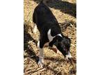 Adopt Nellie Kate a Mixed Breed (Medium) / Mixed dog in Arkadelphia