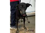 Adopt Celina a Shepherd (Unknown Type) / Mixed dog in Arkadelphia, AR (40683018)