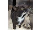 Adopt Randall a Domestic Shorthair / Mixed (short coat) cat in Portland