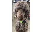 Adopt Roman a Brown/Chocolate Standard Poodle / Mixed dog in Burlington