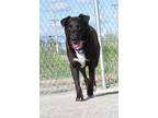Adopt Salem a Labrador Retriever / Border Collie / Mixed dog in Van Wert