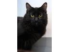 Adopt Blue Bell a All Black Domestic Mediumhair / Domestic Shorthair / Mixed cat