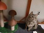 Adopt Molly a Brown Tabby Domestic Longhair / Mixed (long coat) cat in Glendive