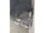 Adopt Catarina a Domestic Shorthair / Mixed (short coat) cat in Fort Walton
