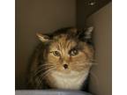 Adopt Peep a Domestic Shorthair / Mixed cat in Spokane Valley, WA (40355554)