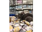 Adopt Frida a Gray or Blue (Mostly) Domestic Shorthair / Mixed cat in Modesto