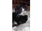 Adopt Ashley a Black & White or Tuxedo Domestic Shorthair (medium coat) cat in